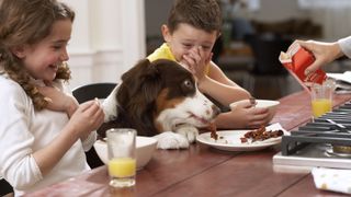 dog stealing leftovers from children's tea