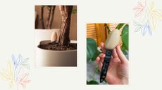 composite of smart pebble in plant pot and me holding it