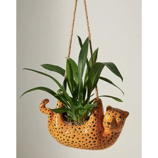 Cheetah plant pot