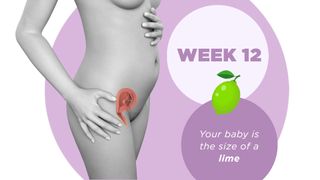 Pregnancy week by week 12
