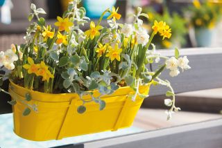 best plants for window boxes: spring bulb display