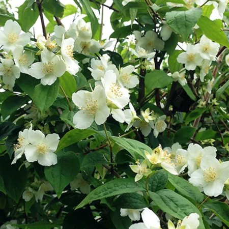 Mock Orange Live Plant 4 Inch Pot, 3-5"tall, Mock Orange Flower Plant, White Fragrant Flowers Blooms for Garden