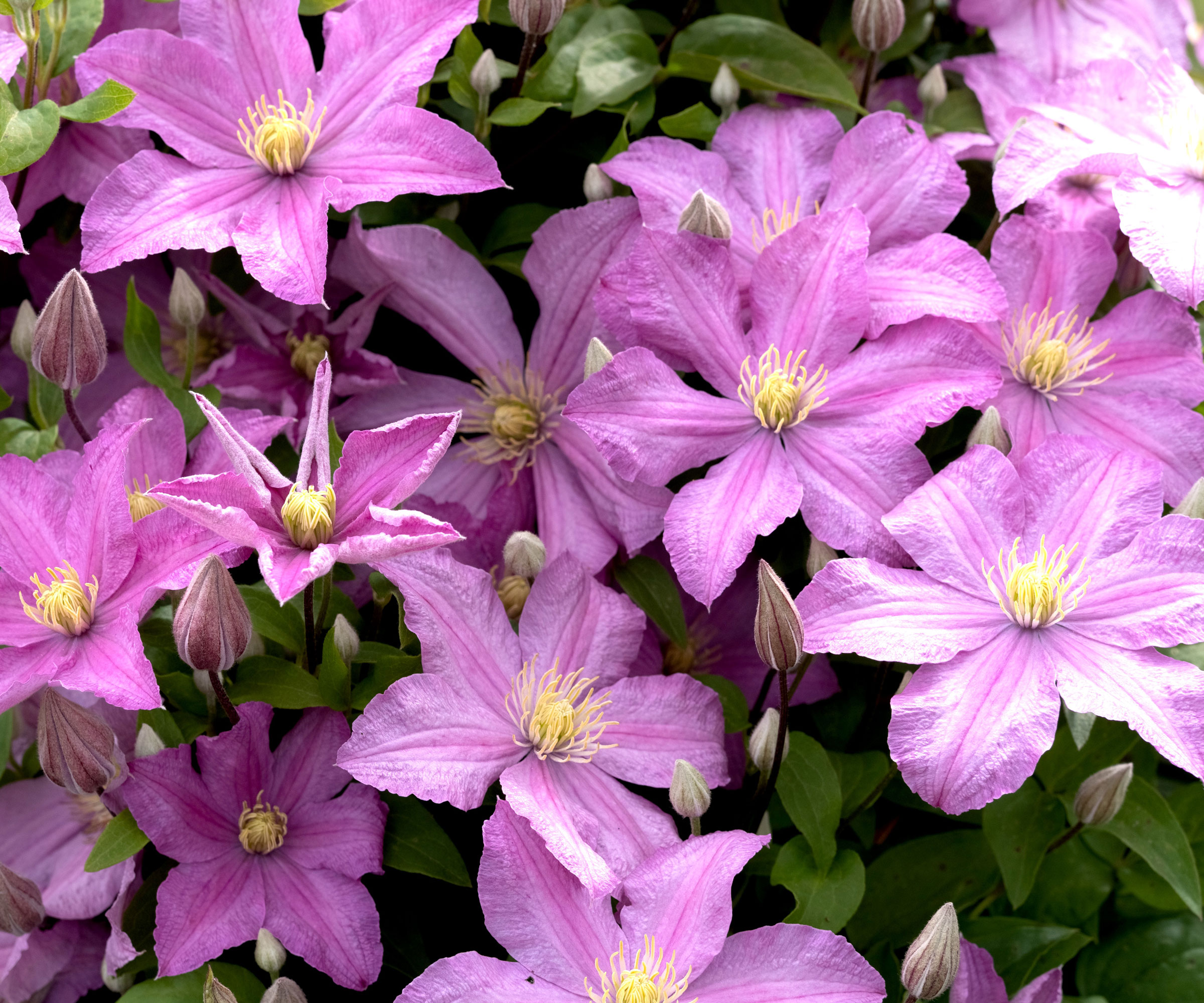 clematis Comtesse de Bouchaud filled with pale purple flower heads