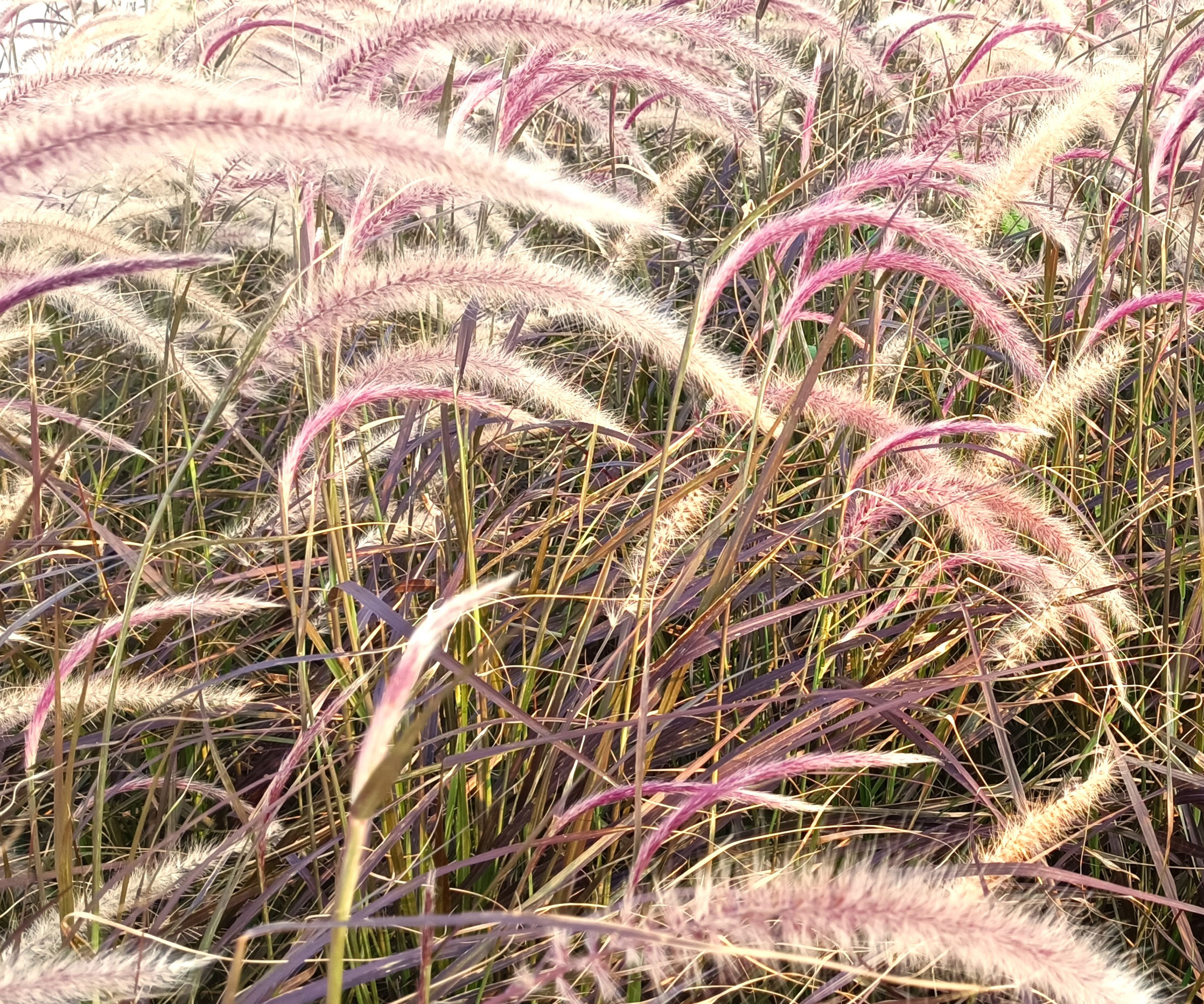 purple fountain grass with large purple stems