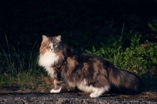 Siberian forest cat outside in the forest