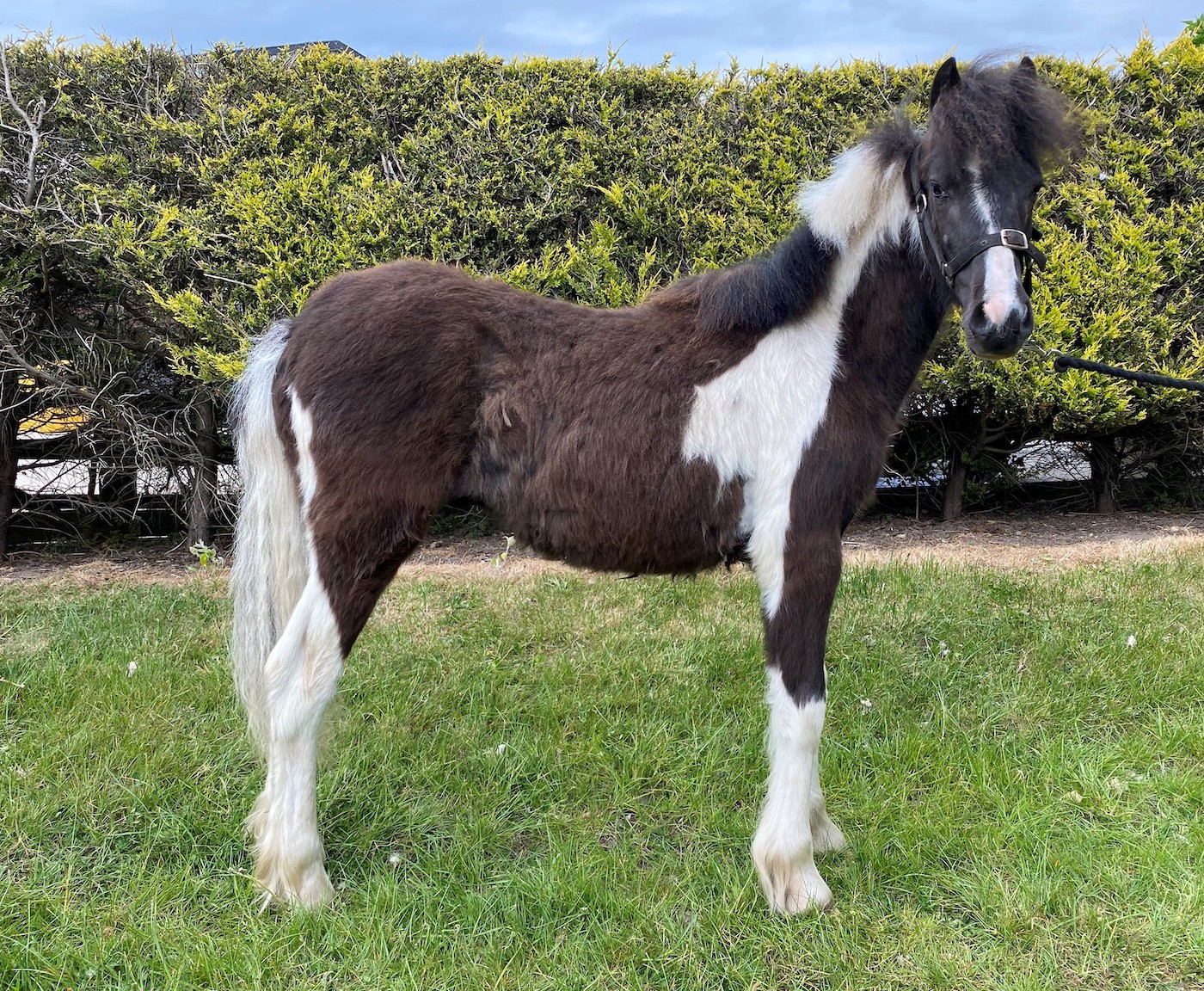 WWpony1