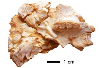 The cranium of a newfound Miocene primate.