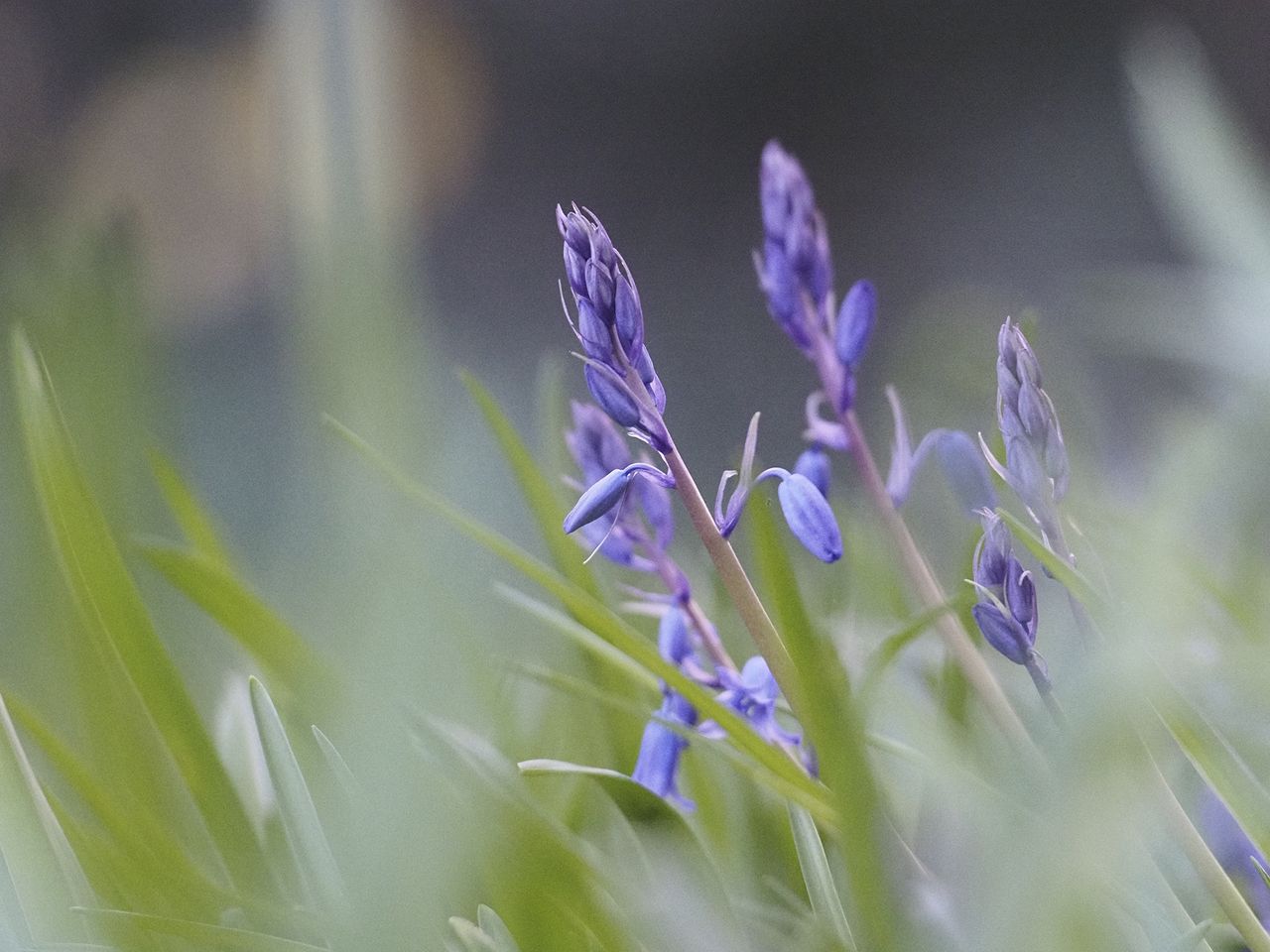 Olympus E-M1 Mark III