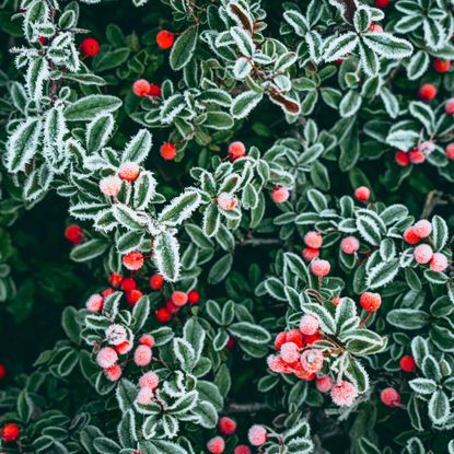 frosted berries on shrub