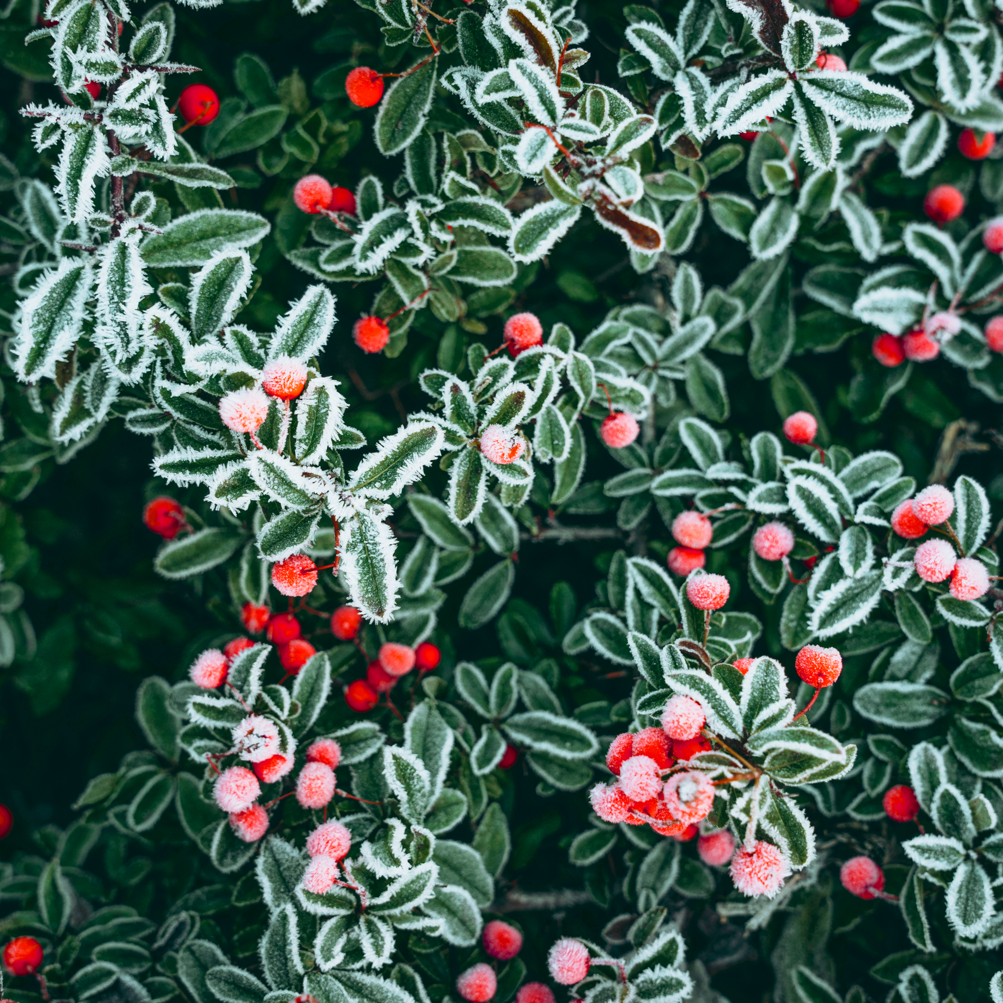 frosted berries on shrub