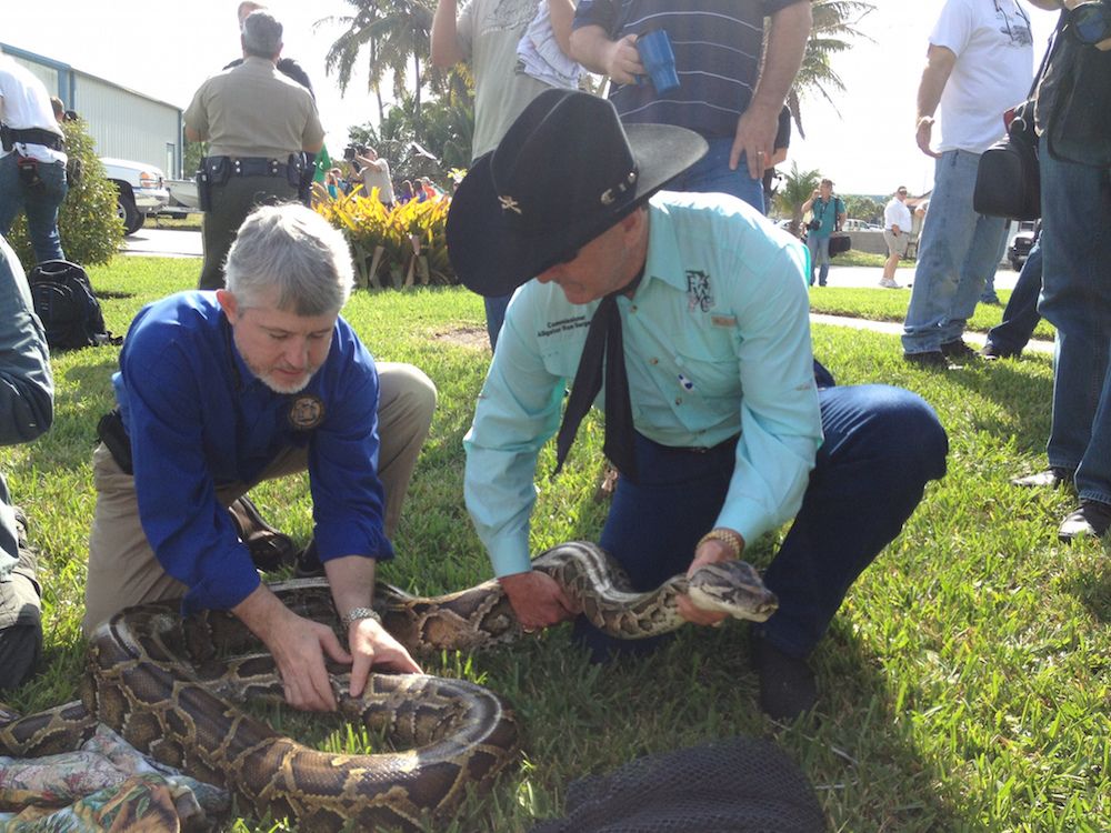 Burmese python