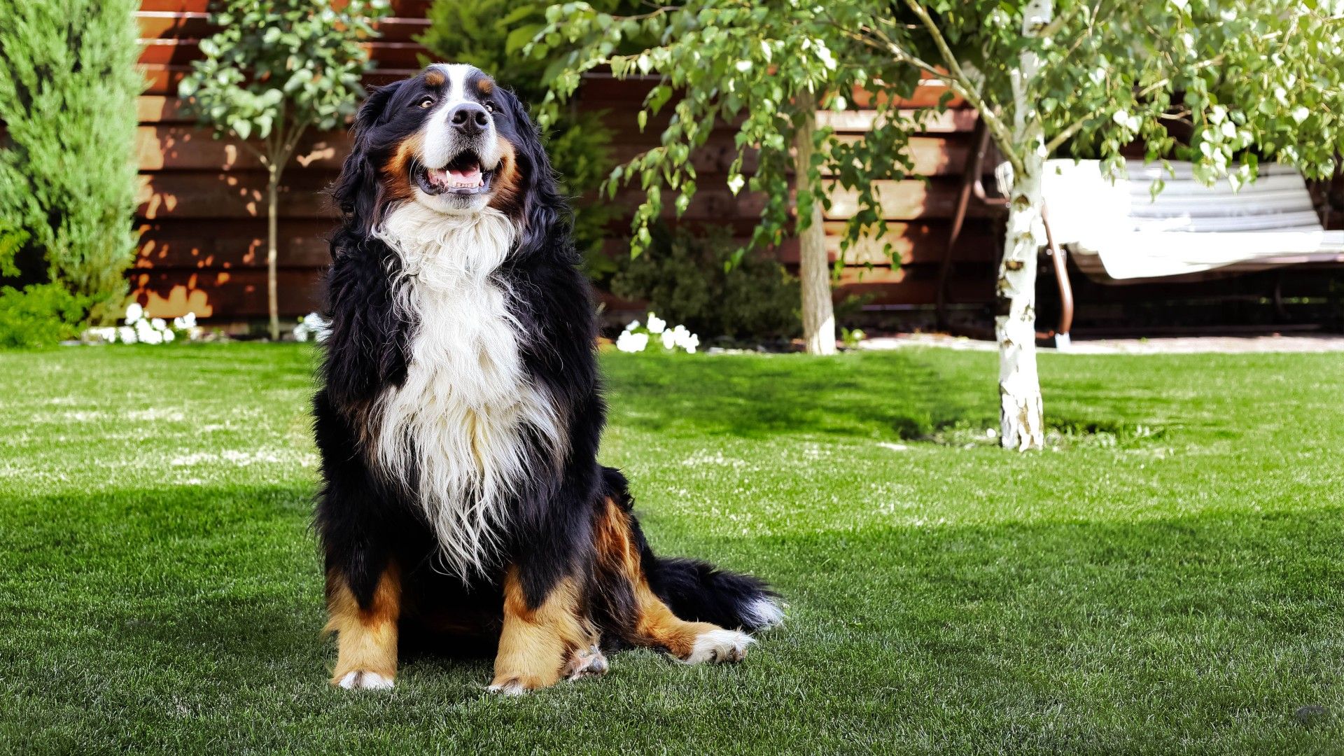 Eight Of The Best Behaved Dog Breeds | PetsRadar