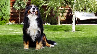 One of the best behaved dog breeds, a Bernese Mountain Dog sitting in yard