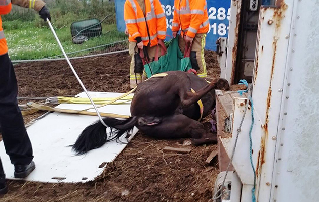 rescue foal