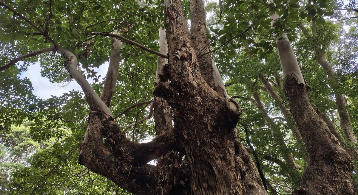 A close up shot of a tree