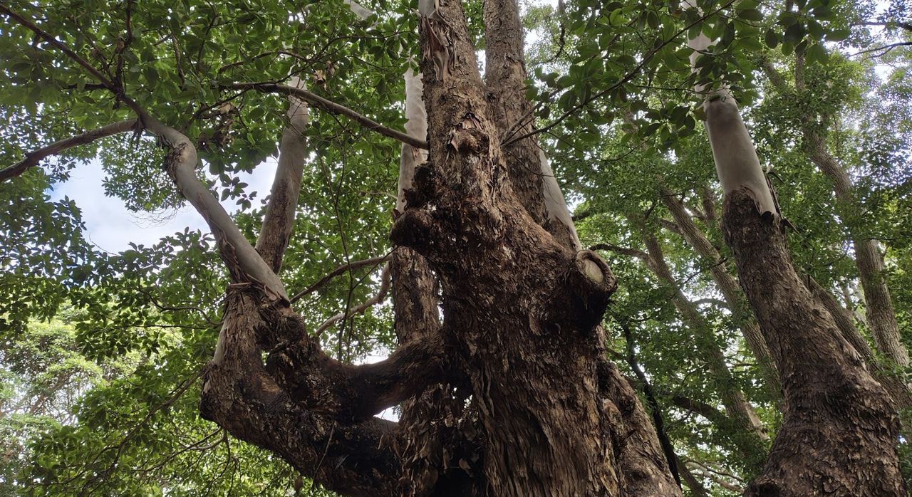 A close up shot of a tree