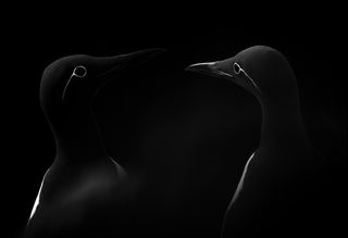 dark birds, Sony World Photography Awards