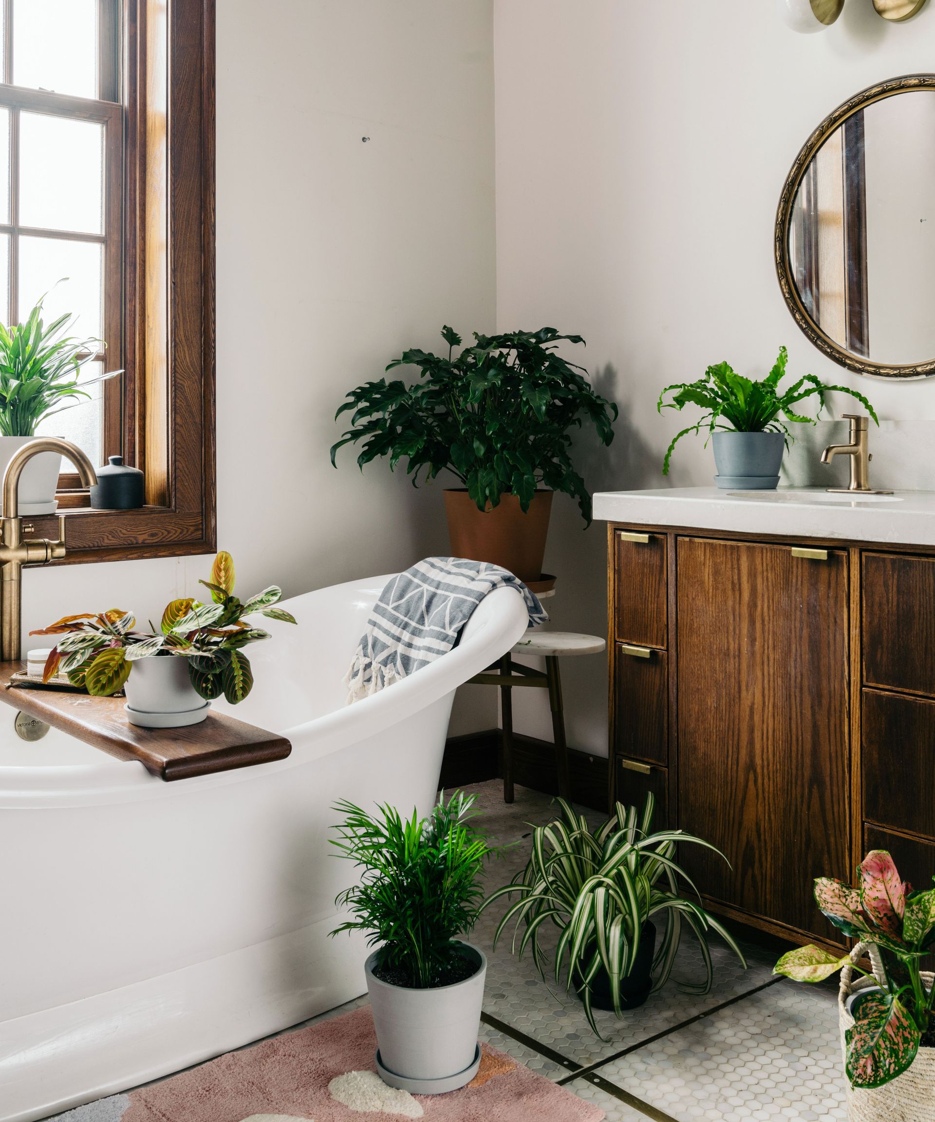Best bathroom plants: 10 that thrive in humid environments | Homes and ...
