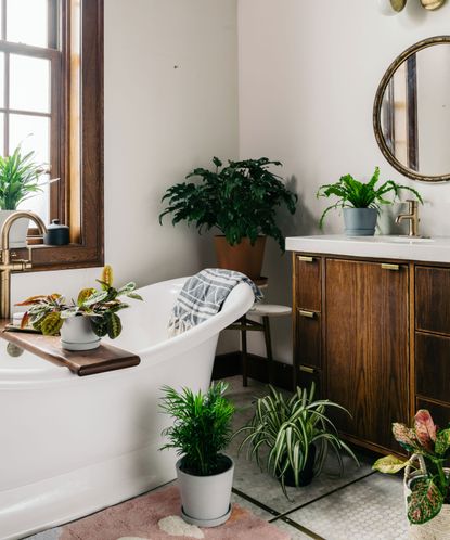 Best bathroom plants: 10 that thrive in humid environments | Homes ...