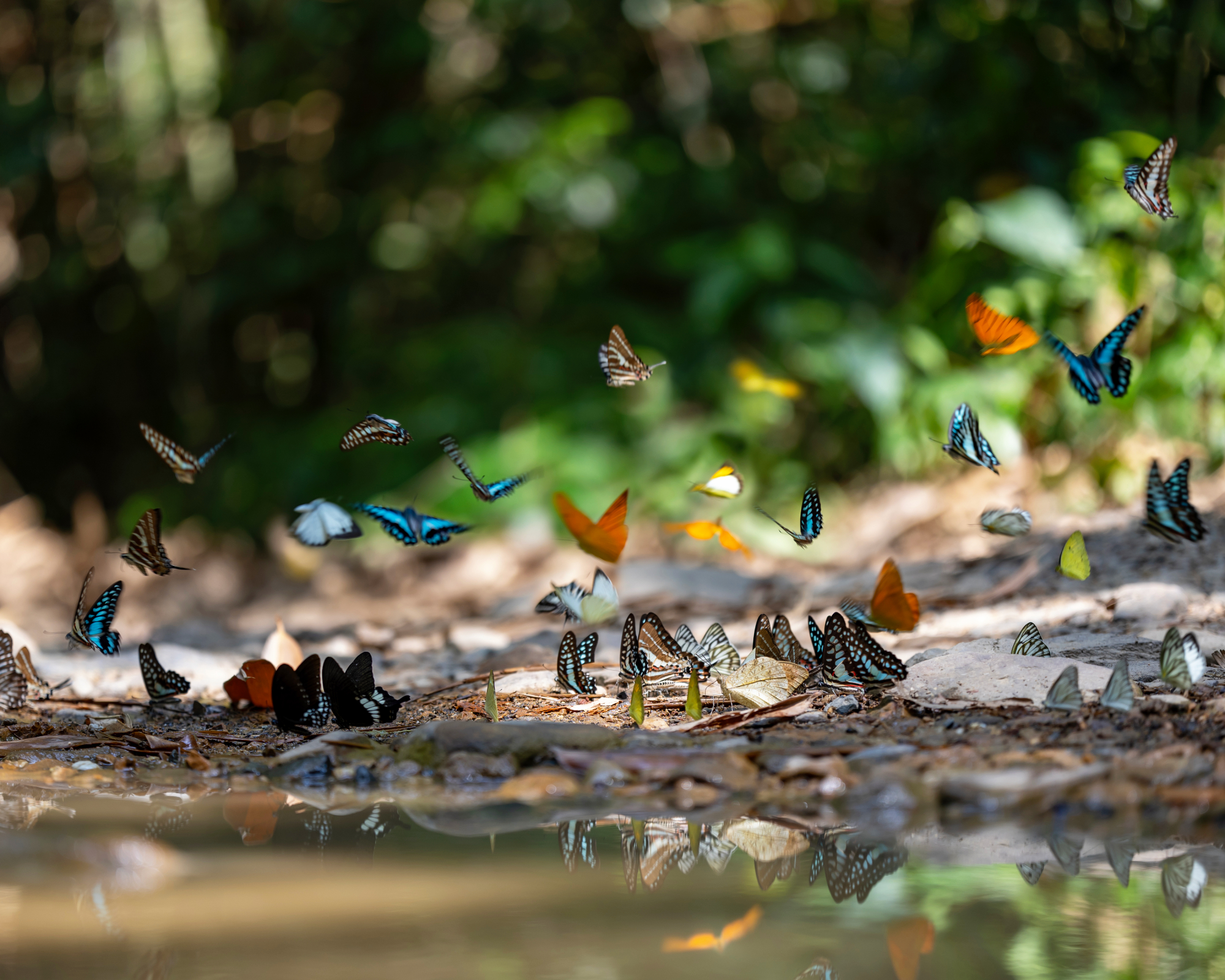 Adult male butterflies sapping on salt and mineral which also call mud puddling phenomenon during summer on mating season for tropical rainforest wildlife and environmental awareness concept