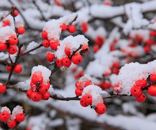winterberry holly branches filled with berries and covered in snow