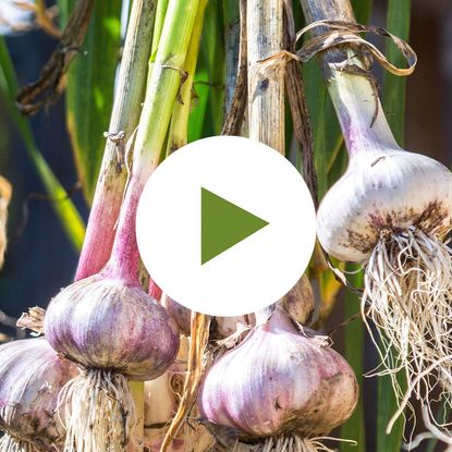 Freshly Harvested Garlic