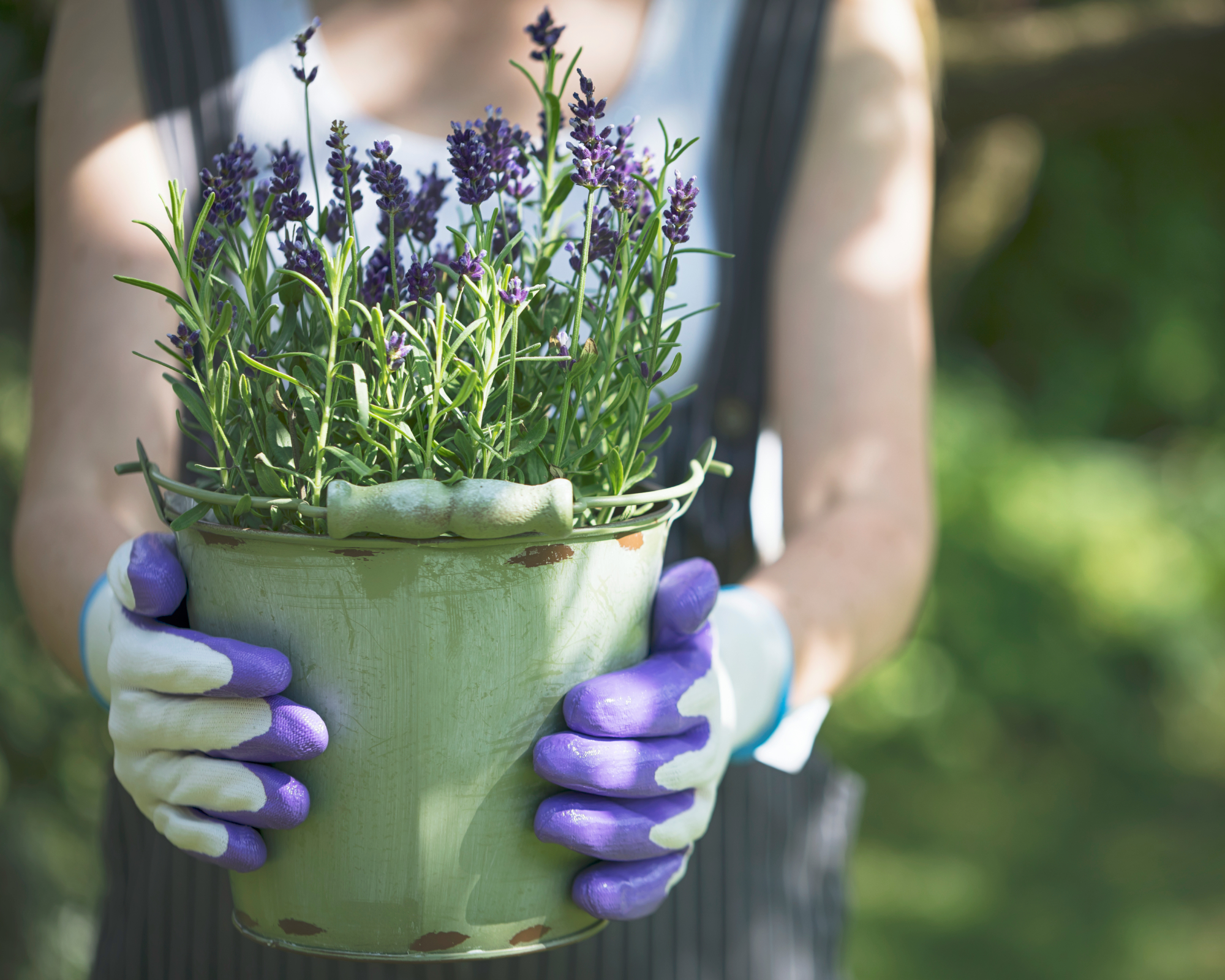 lavender growing in a green metal container, held by a person wearing purple gardening gloves