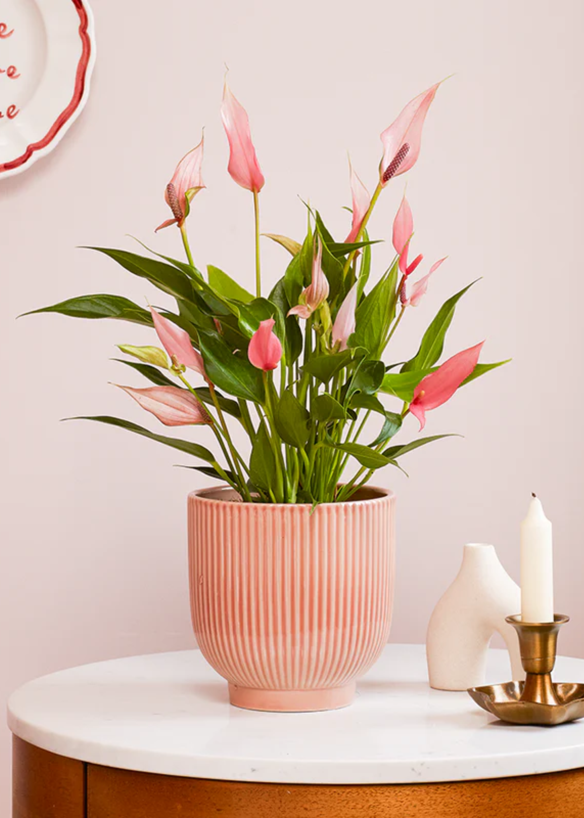 A potted anthurium on a side table by a candle and a vase near a pale pink wall with a hanging plate