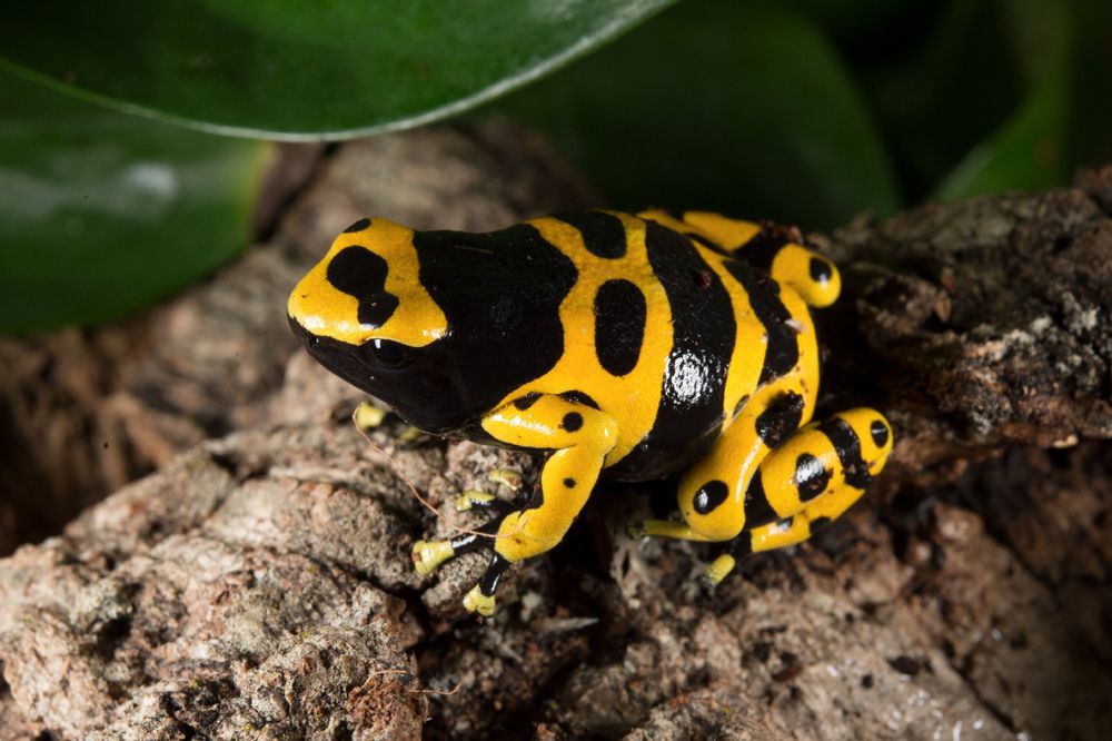 The Kaleidoscopic Colors of Frogs | Live Science