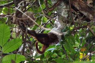 The boa constricted the adult female Purús red howler monkey for 76 minutes before eating it head-first.