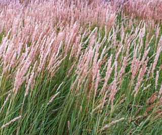 Feather reed grass