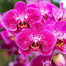 Pink phalaenopsis orchid flower