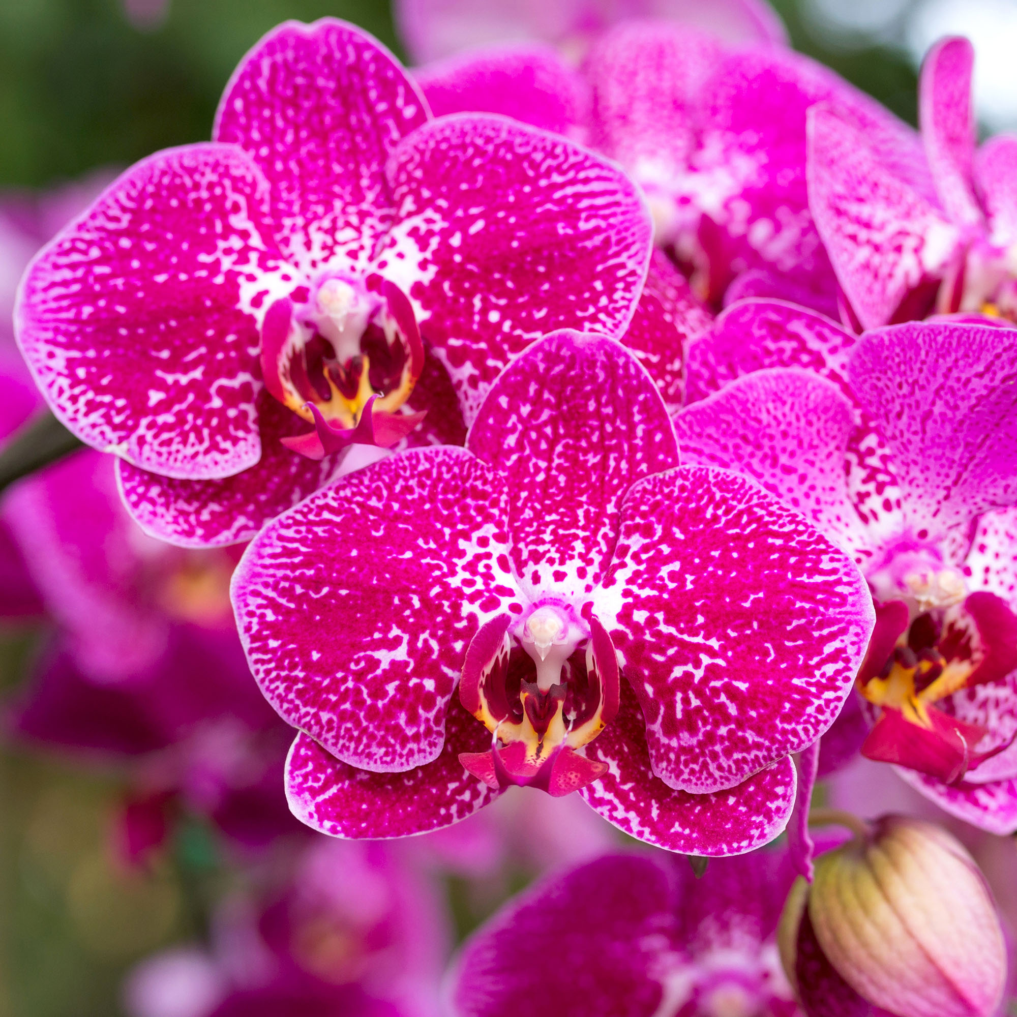 Pink phalaenopsis orchid flower