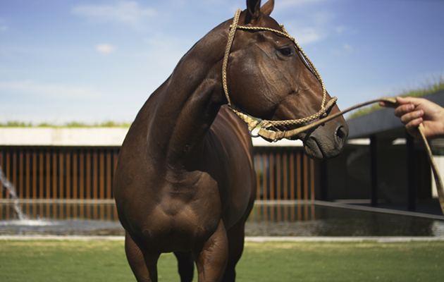 &ldquo;A very special and intimate connection is forged between the horses and the people who train and take care of them. It has been our aim to design these stables as the space that contains and nurtures that relationship,&rdquo; say the architects