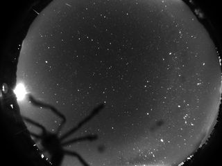 Tarantula Photobombs the Geminid Meteor Shower