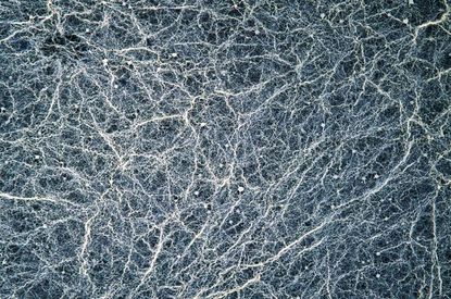 Brettanomyces yeast growing rapidly on sugars
