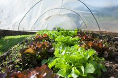 Lettuce growing in a hoop house