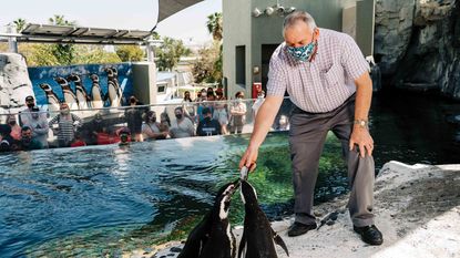 John Rouse feeding penguin at the Aquarium of the Pacific