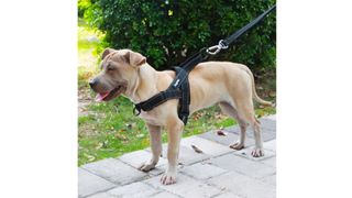 types of dog harnesses