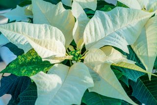 White-coloured Poinsettia flowers, aka Christmas Star (Euphorbia Pulcherrima).