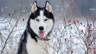 Siberian Husky in the snow with red winter berries on either side