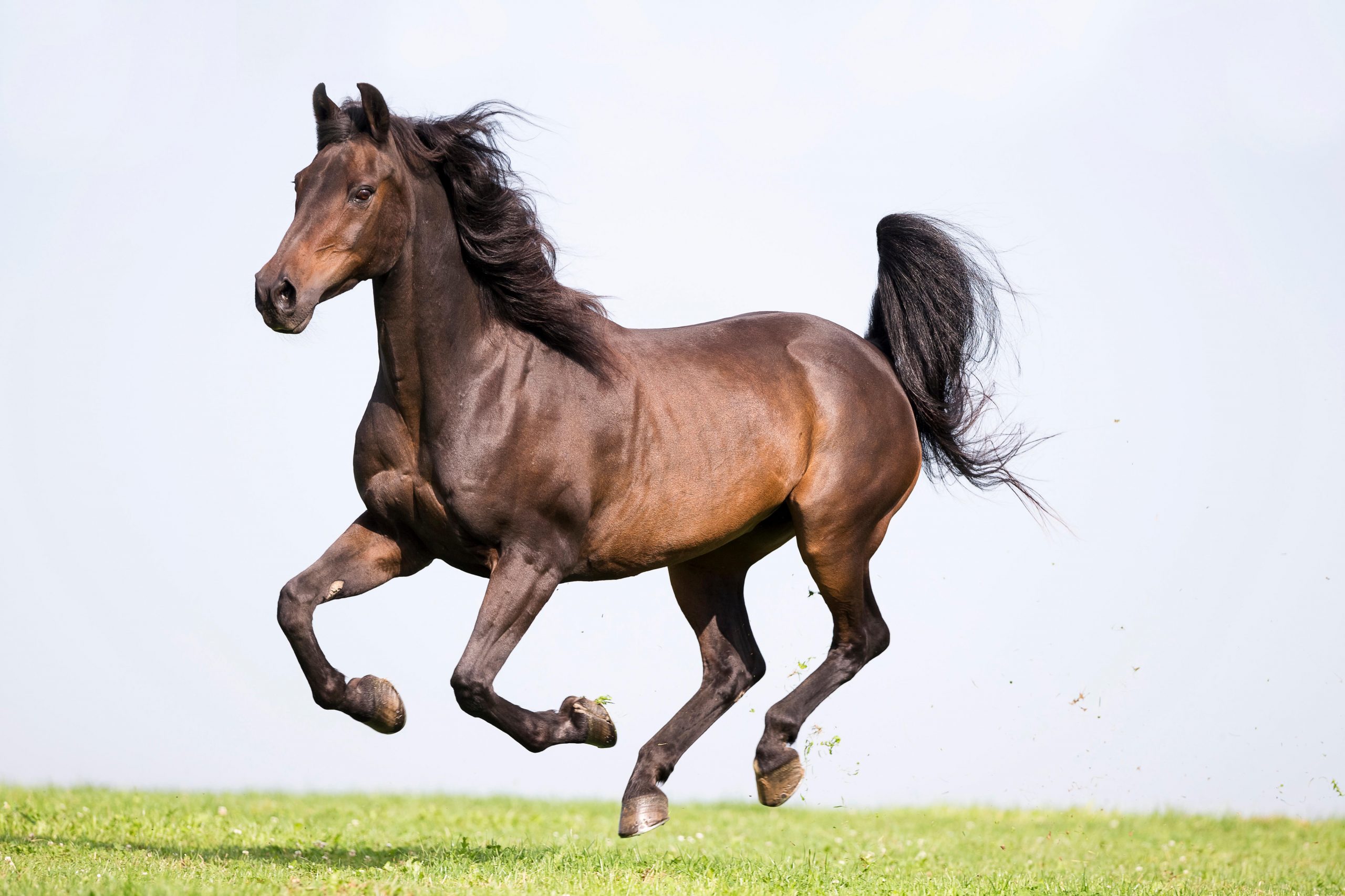 Morgan horse