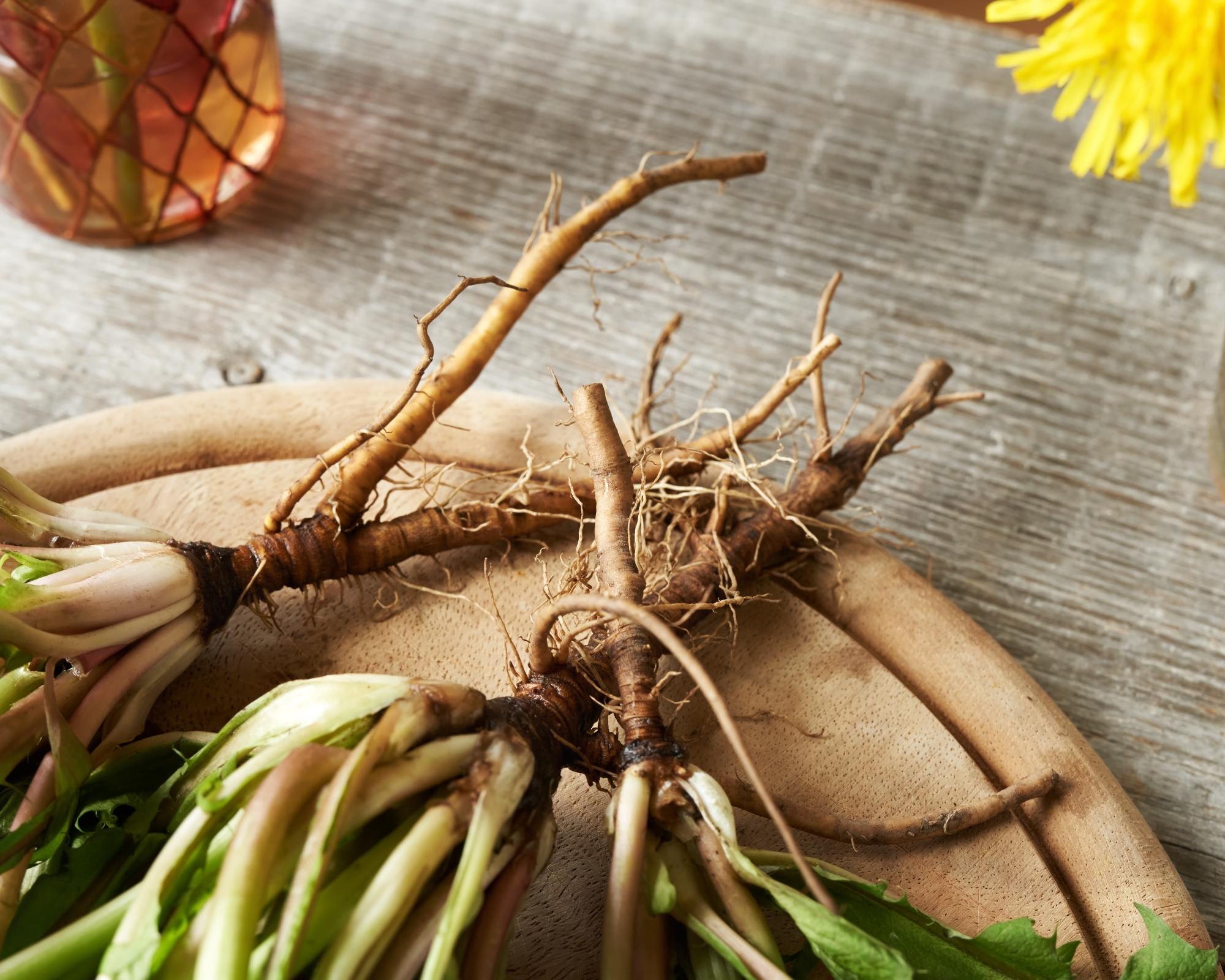 Dandelion roots on table