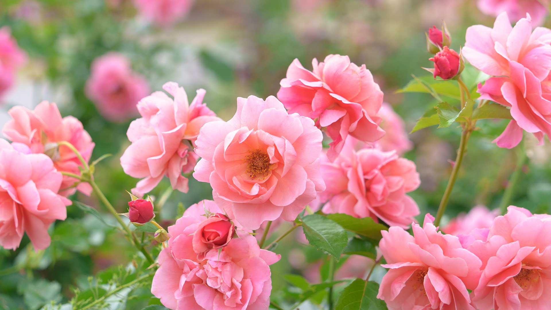 pink roses