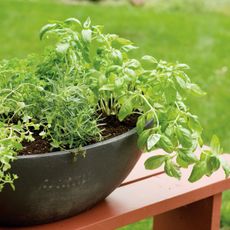 Herbs growing in a pot