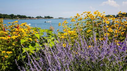 best coastal plants - garden border in spring of purple Russian sage and yellow sunflowers in Massachusetts, USA