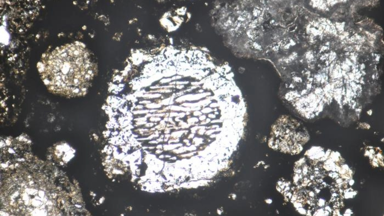 White round shapes are seen under a microscope against a black surface