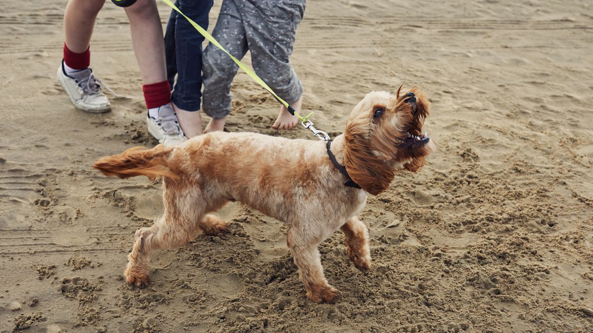 Dog barking while on the leash at the beach