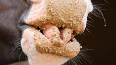 Close up of horse&rsquo;s mouth after eating a mash hay replacer &ndash; with mash all round his lips