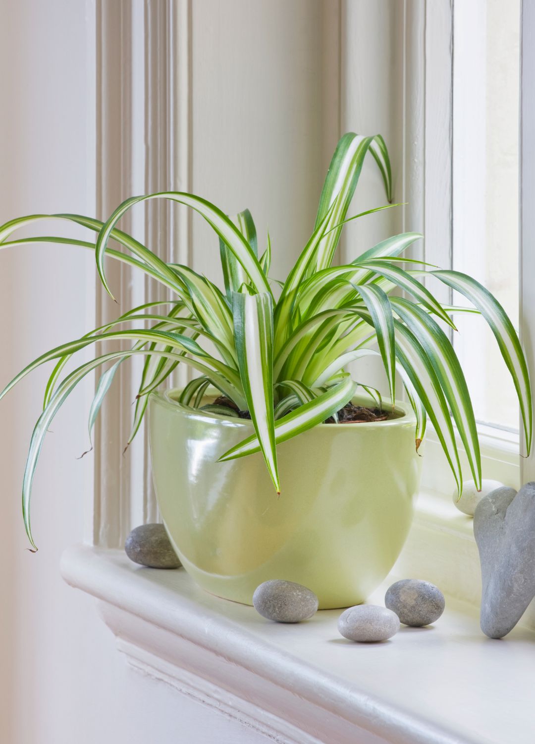 picture of a spider plant in a light yellow pot on a windowsill